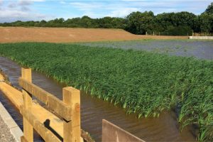 Reed beds at Saltburn mine water treatment scheme