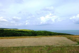 Reed bed at Horden mine water treatment scheme