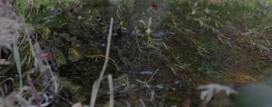 Project Groundwater Northumbria